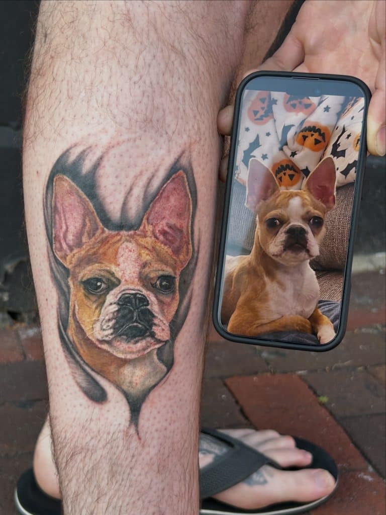 Realistic color tattoo of a French Bulldog or Boston Terrier next to the original reference photo on a smartphone screen